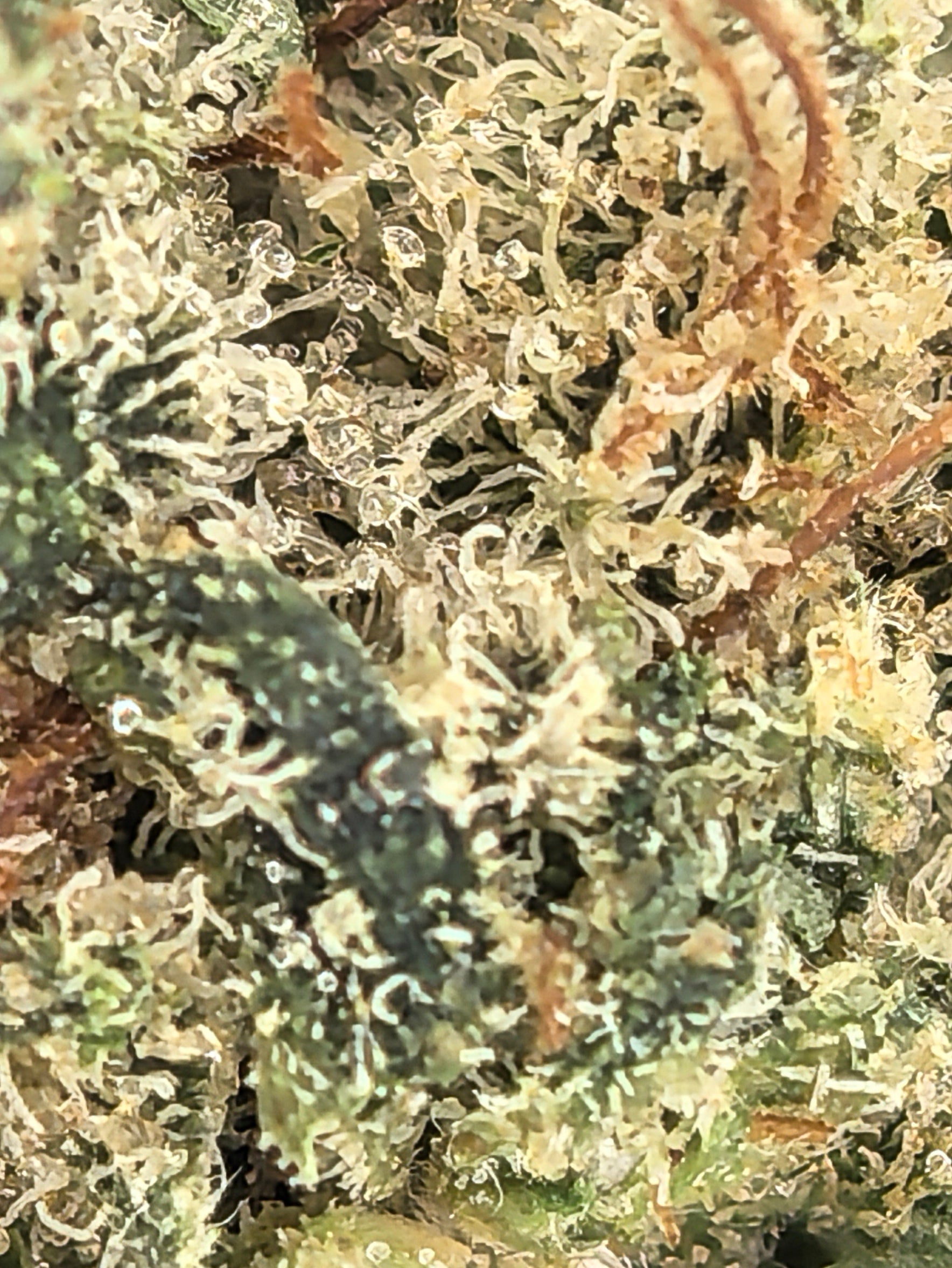 Crystal Snow CBD Blüten 9,98 % CBD + 12,9 % CBG – frisch & klar