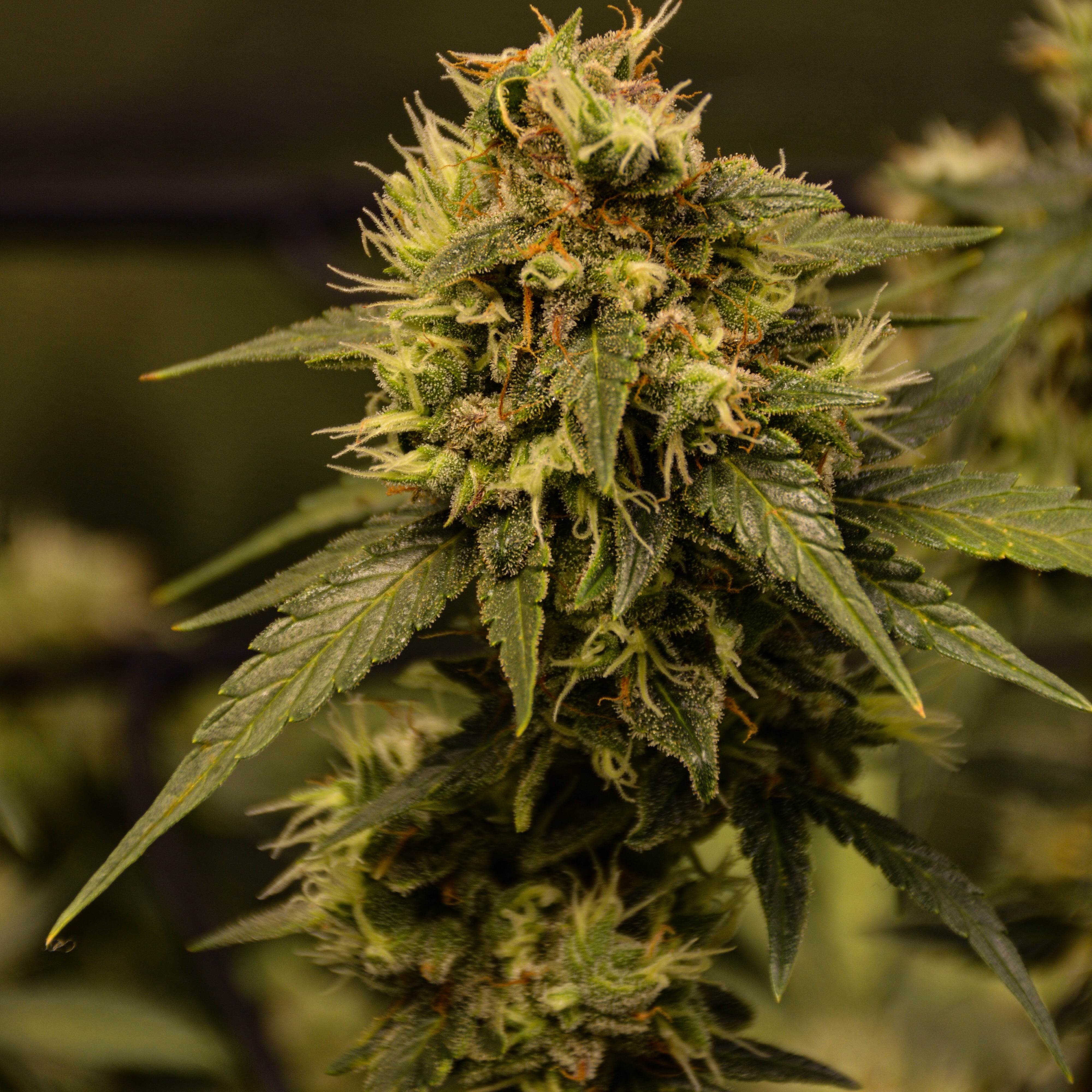 Greek Widow Fusion – TK Seeds