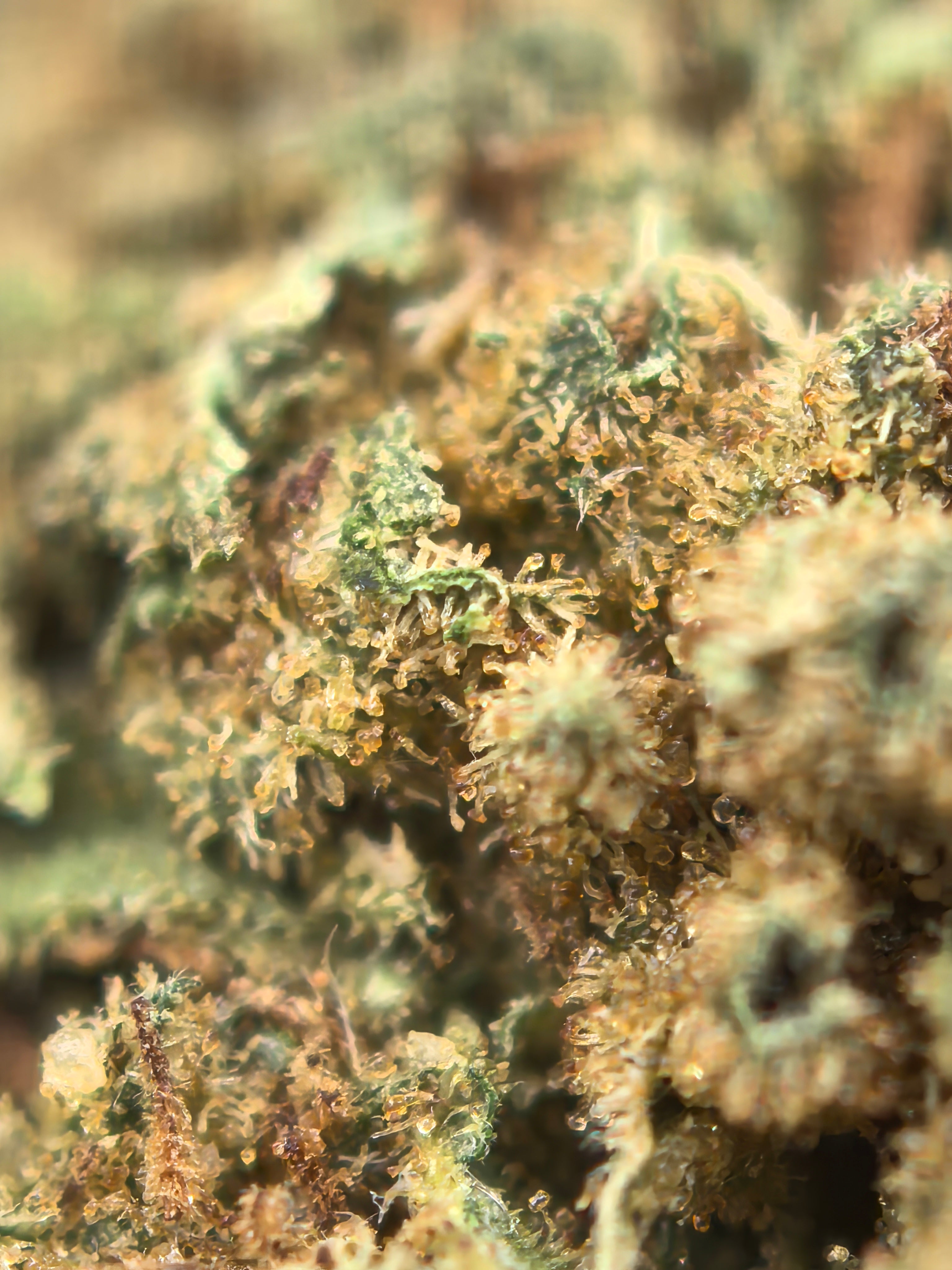 Gary Payton CBD Blüten 9,15% CBD + 11,37% CBG – cremig & komplex