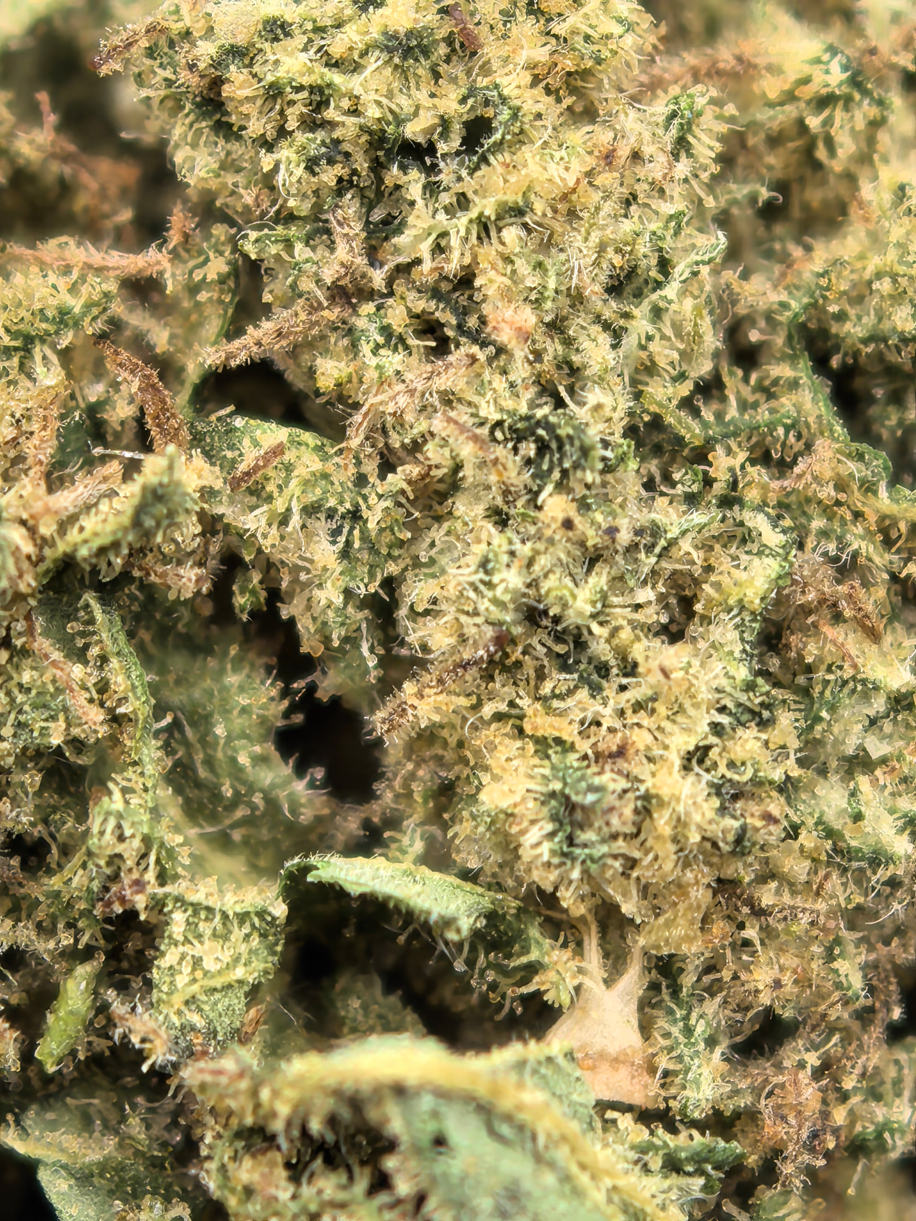 Lemon Mandarin CBD Blüten 8,9% – Zitrone & Mandarine