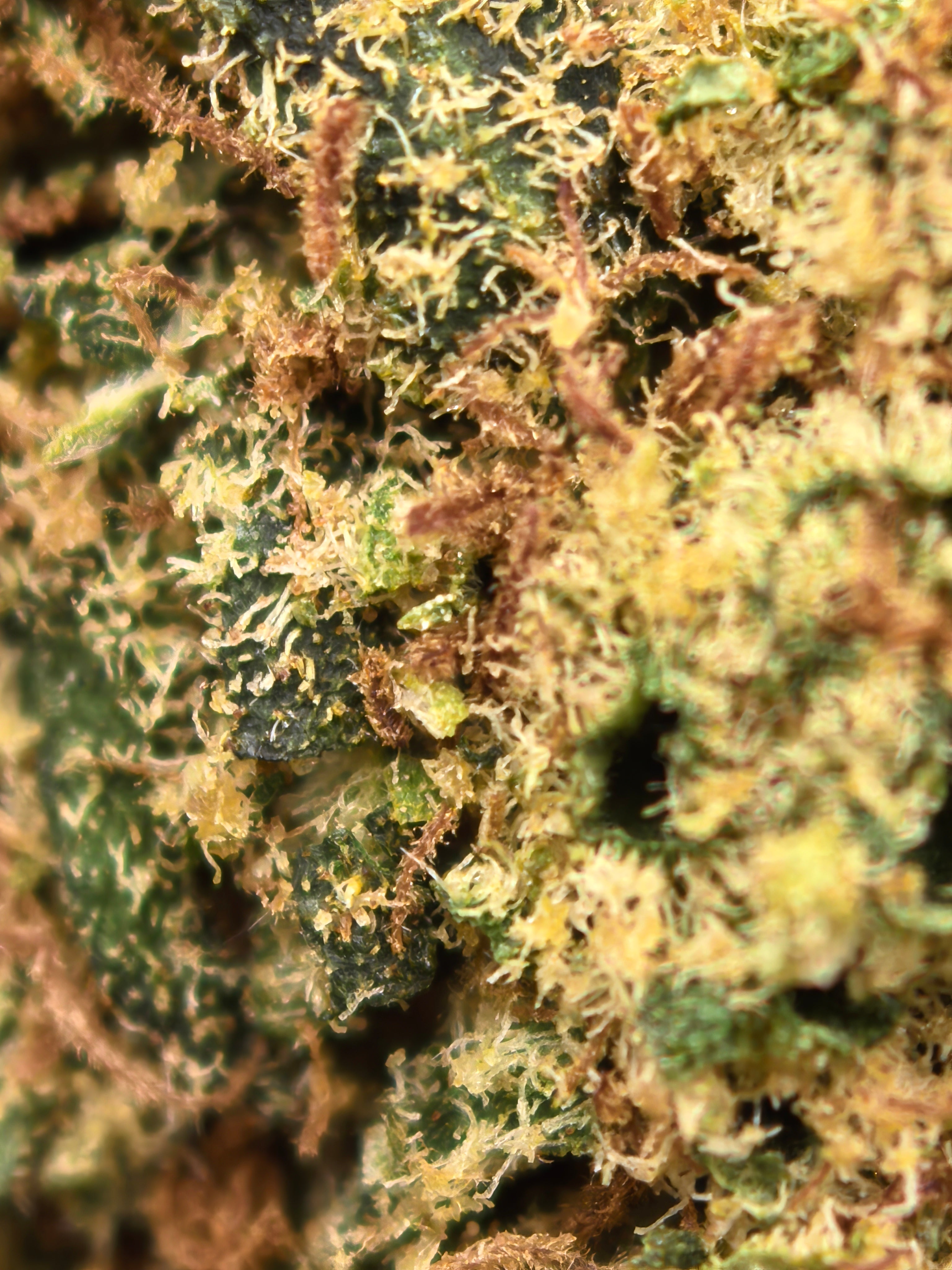 CBD Blüte "MIMOSA" - HAZE & KUSH - CBD Shop