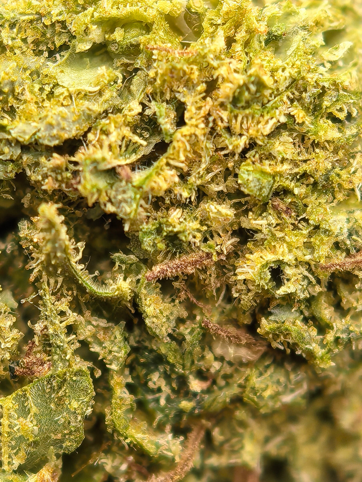 Permanent Marker CBD Blüten 5,88% CBD + 2,98% CBG – floral, kräuterig & erdig
