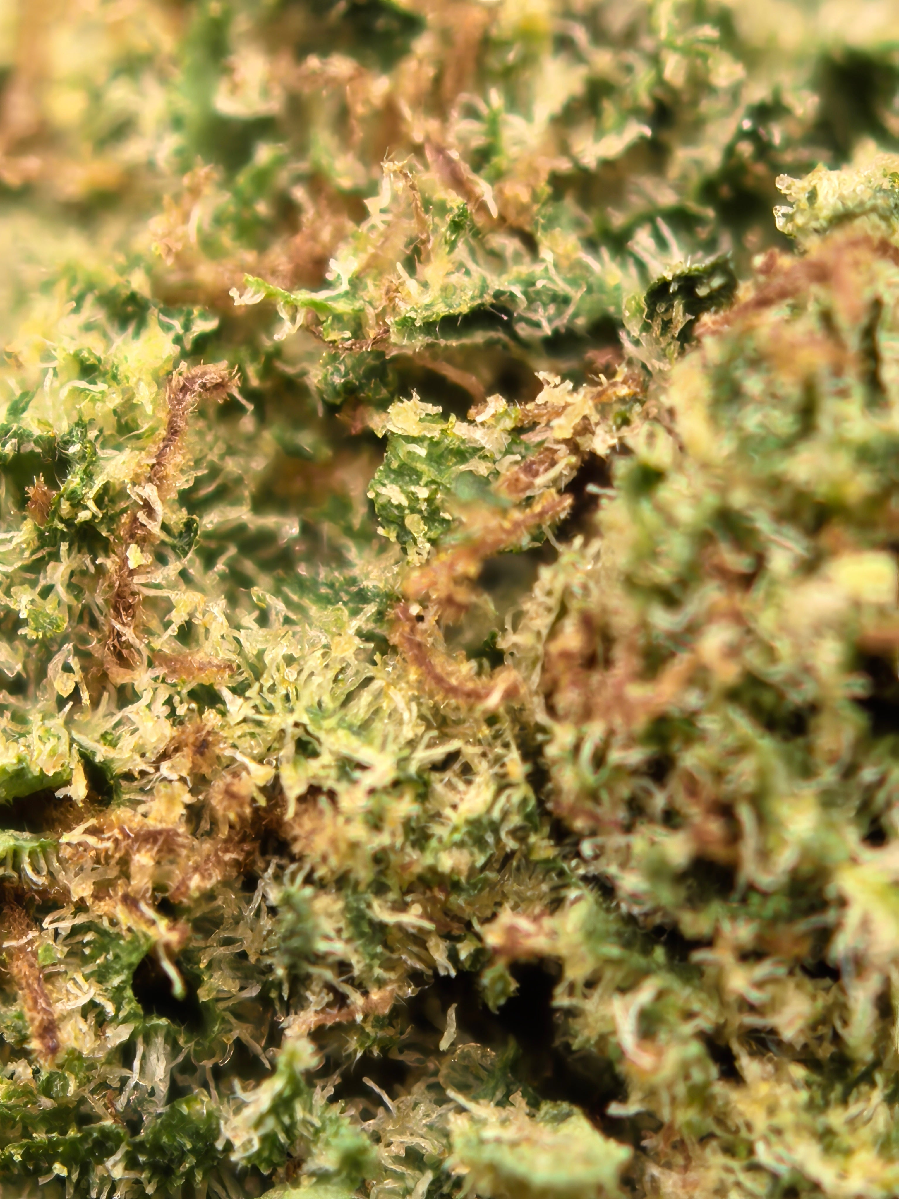 CBD Blüten "PINK RUNTZ"