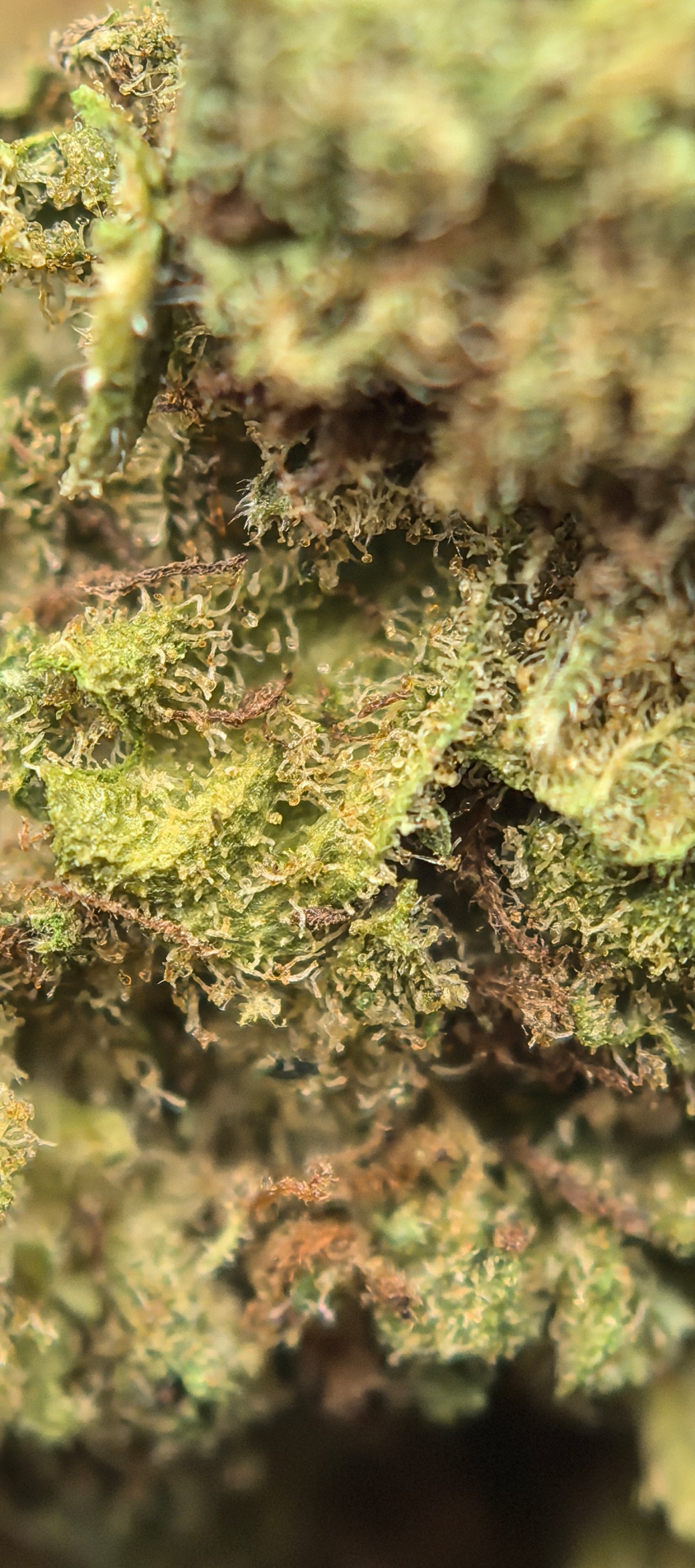 RUNTZ CBD Blüten 5,63% – süßlich, fruchtig & candyartig