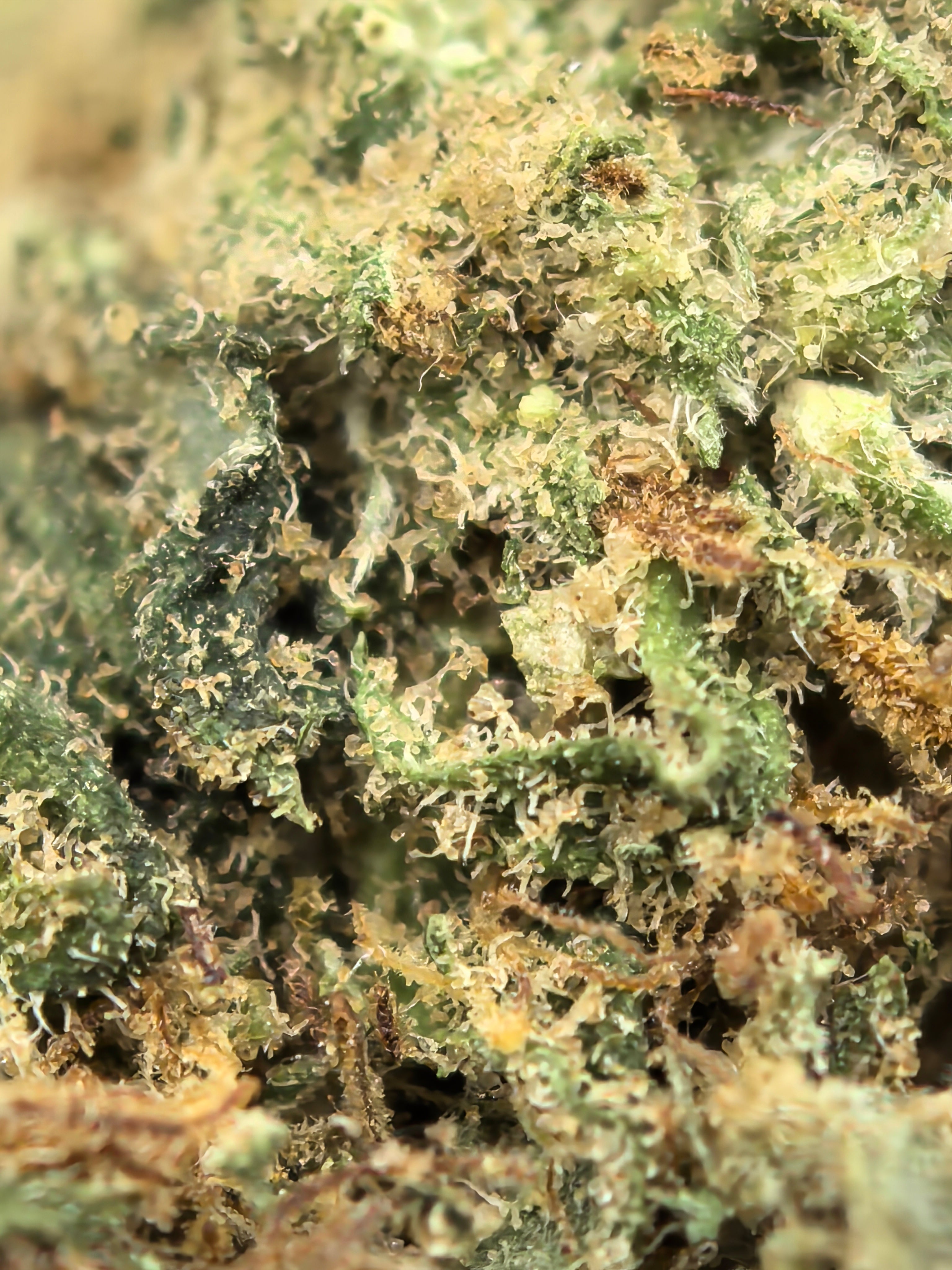 Slush Mints CBD Blüten 8,10% CBD + 11,93% CBG – minzig & cremig