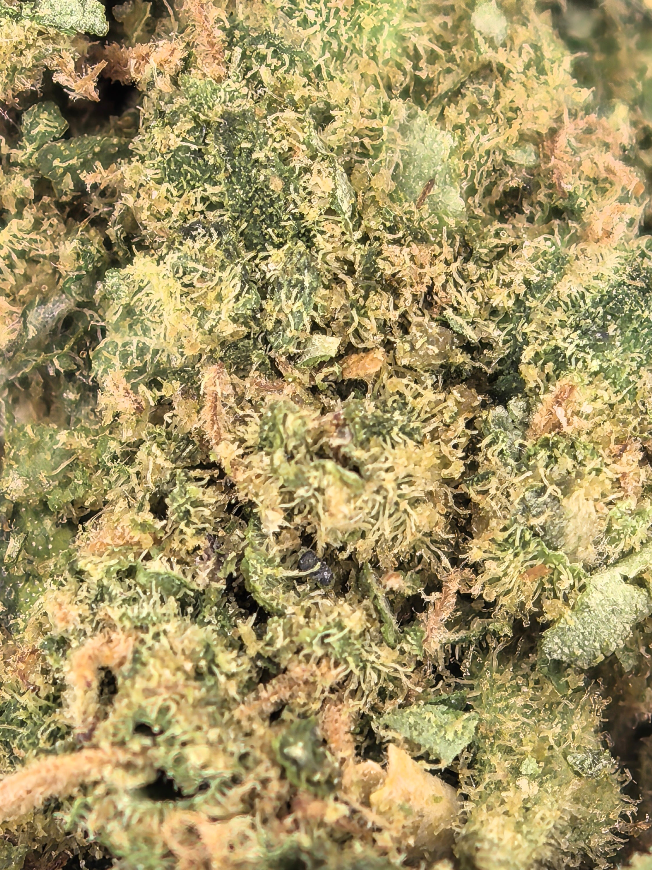 Super Silver Haze CBD Blüten 10,23 % – zitronig & würzig