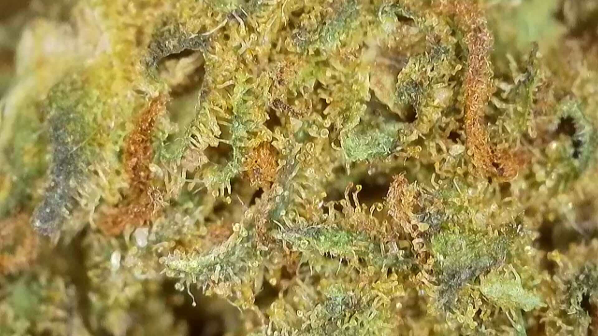 CBD Blüten "STRAWBERRY CAKE" - HAZE & KUSH - CBD Online Shop