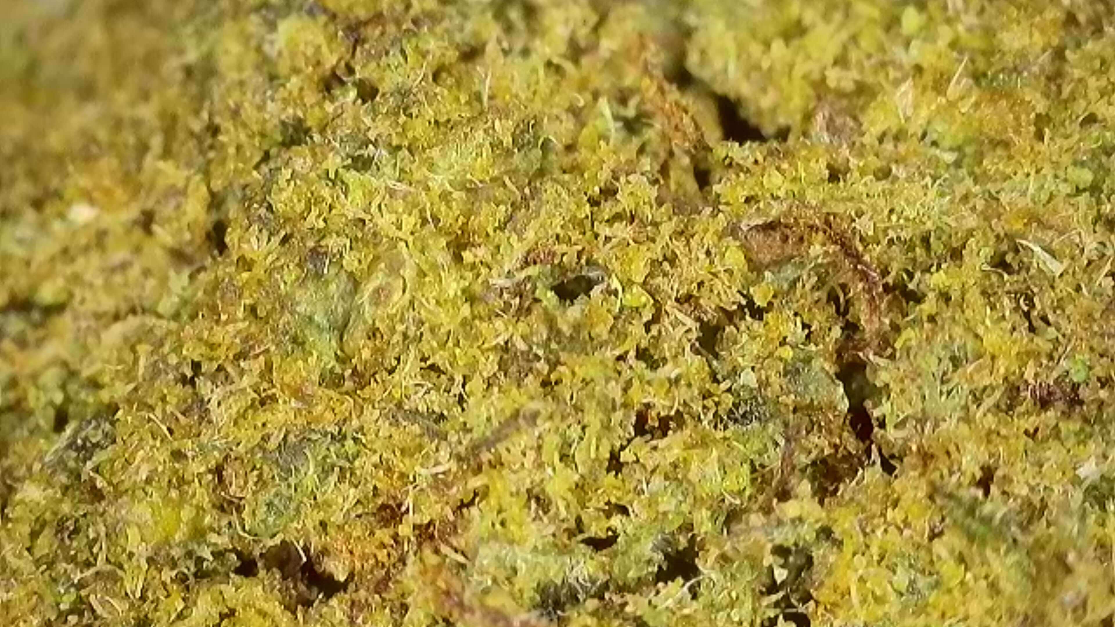 CBD Blüten "TROPICAL PUNCH" - HAZE & KUSH - CBD Onlinr Shop