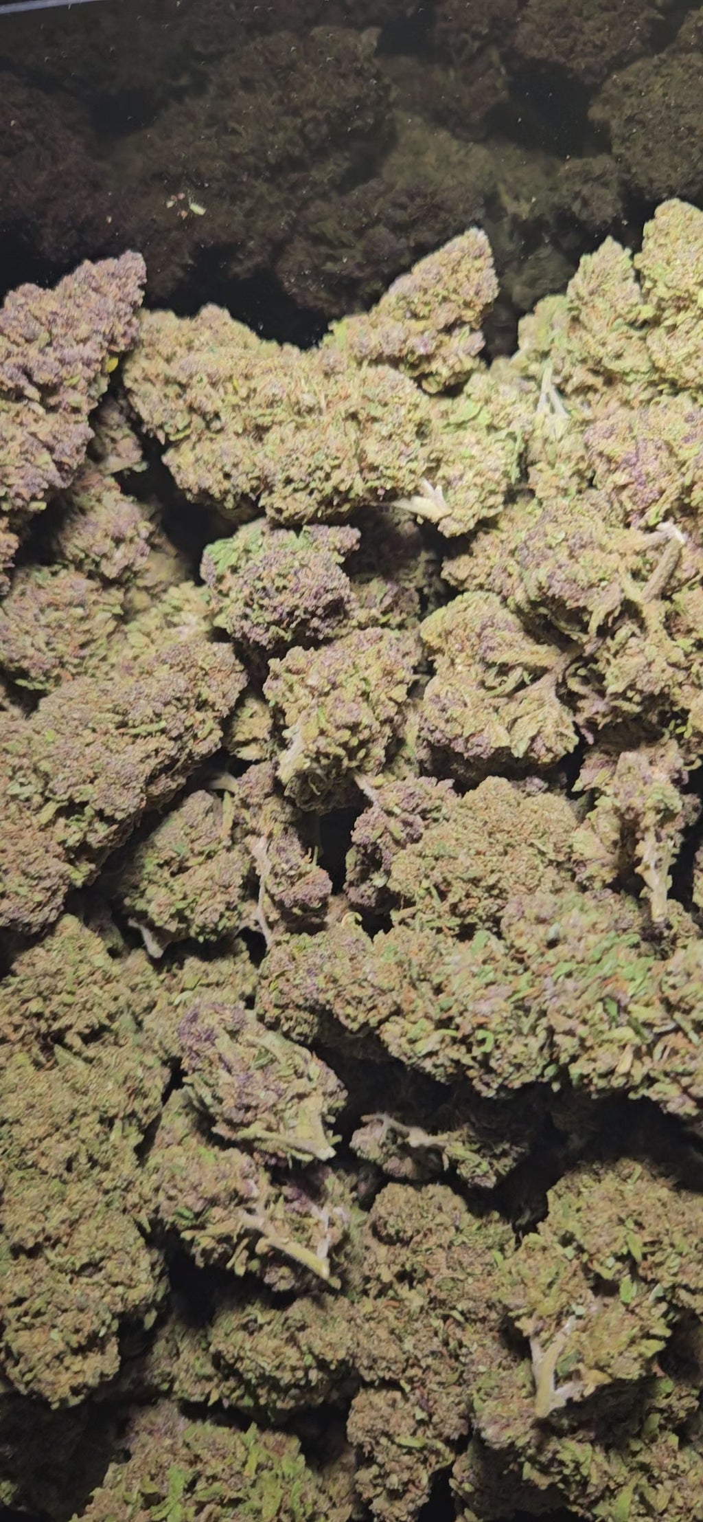 Aladin Purple Kush CBD Blüten with vibrant colors, showcasing their unique flavor profile and high CBD content.