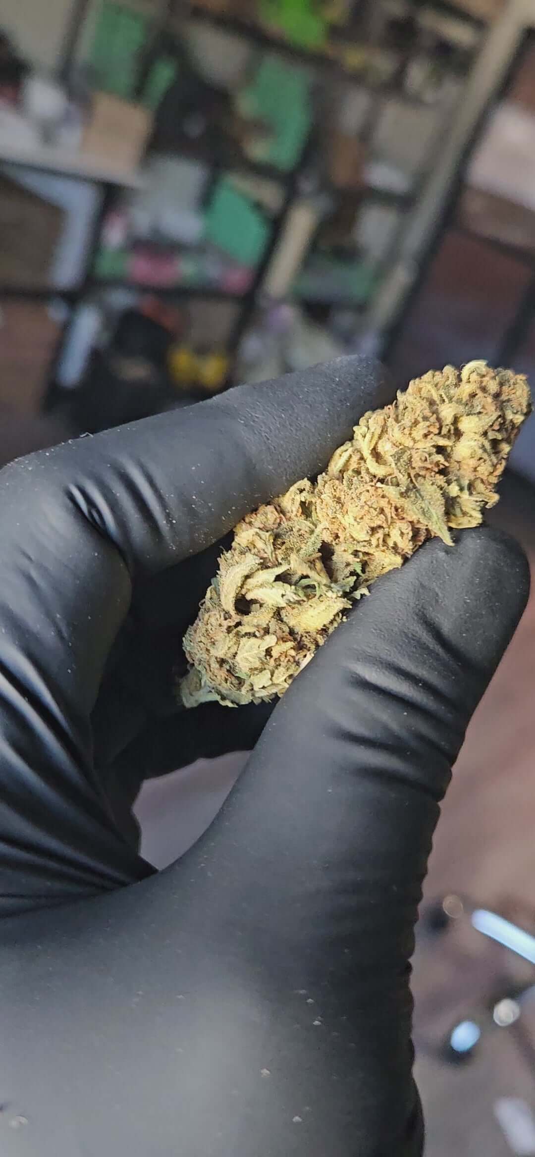 Close-up of Strawberry Queen CBD flower showcasing its natural appearance and dense texture.