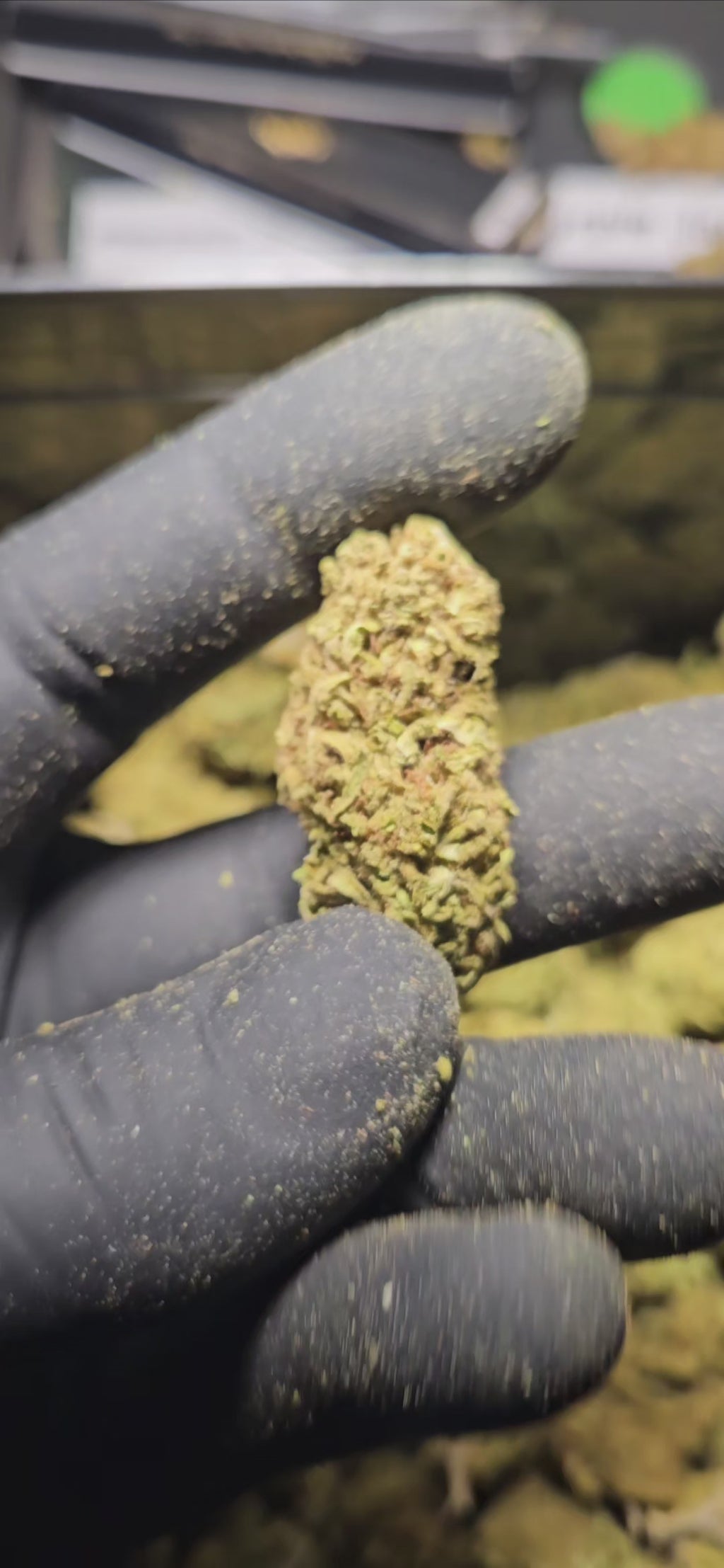 Close-up of Cherry Coco CBD flower held by a gloved hand, showcasing its rich texture and green color.