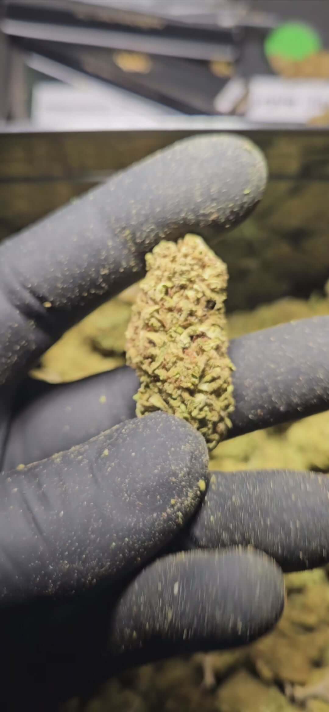 Close-up of Cherry Coco CBD flower held by a gloved hand, showcasing its rich texture and green color.