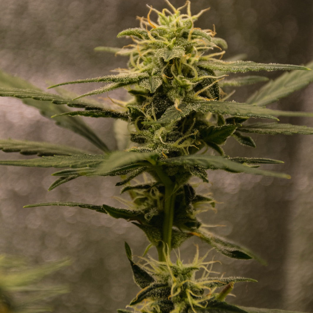 Gigi’s Grilled Cheeze OG – TK Seeds