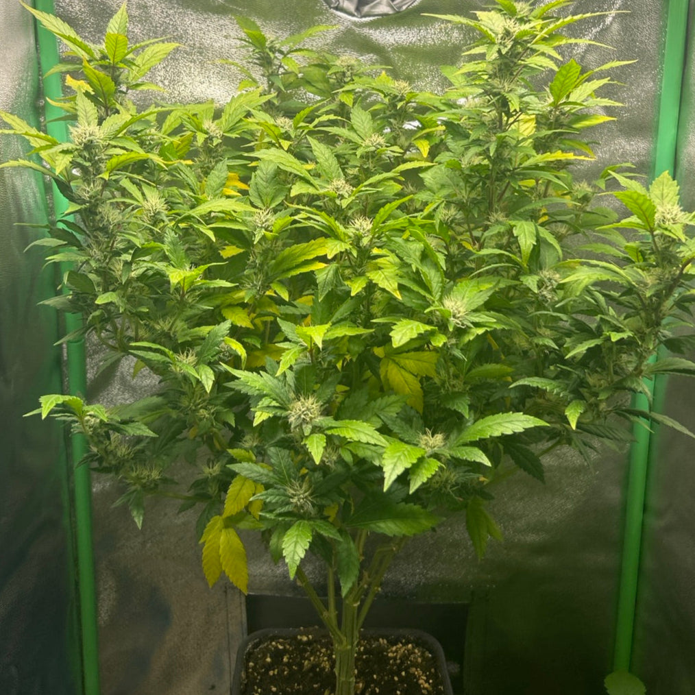 Gigi’s Grilled Cheeze OG – TK Seeds
