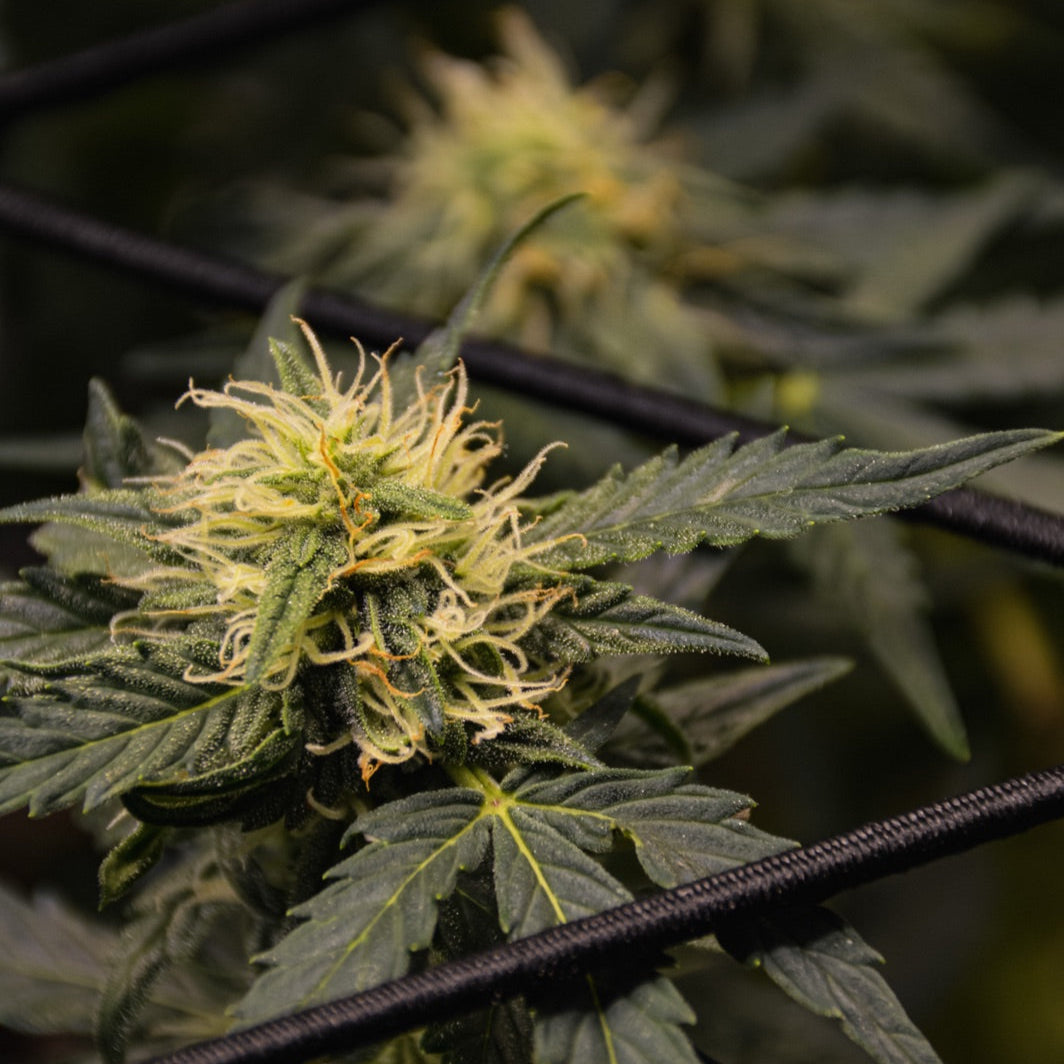 Gigi’s Grilled Cheeze OG – TK Seeds