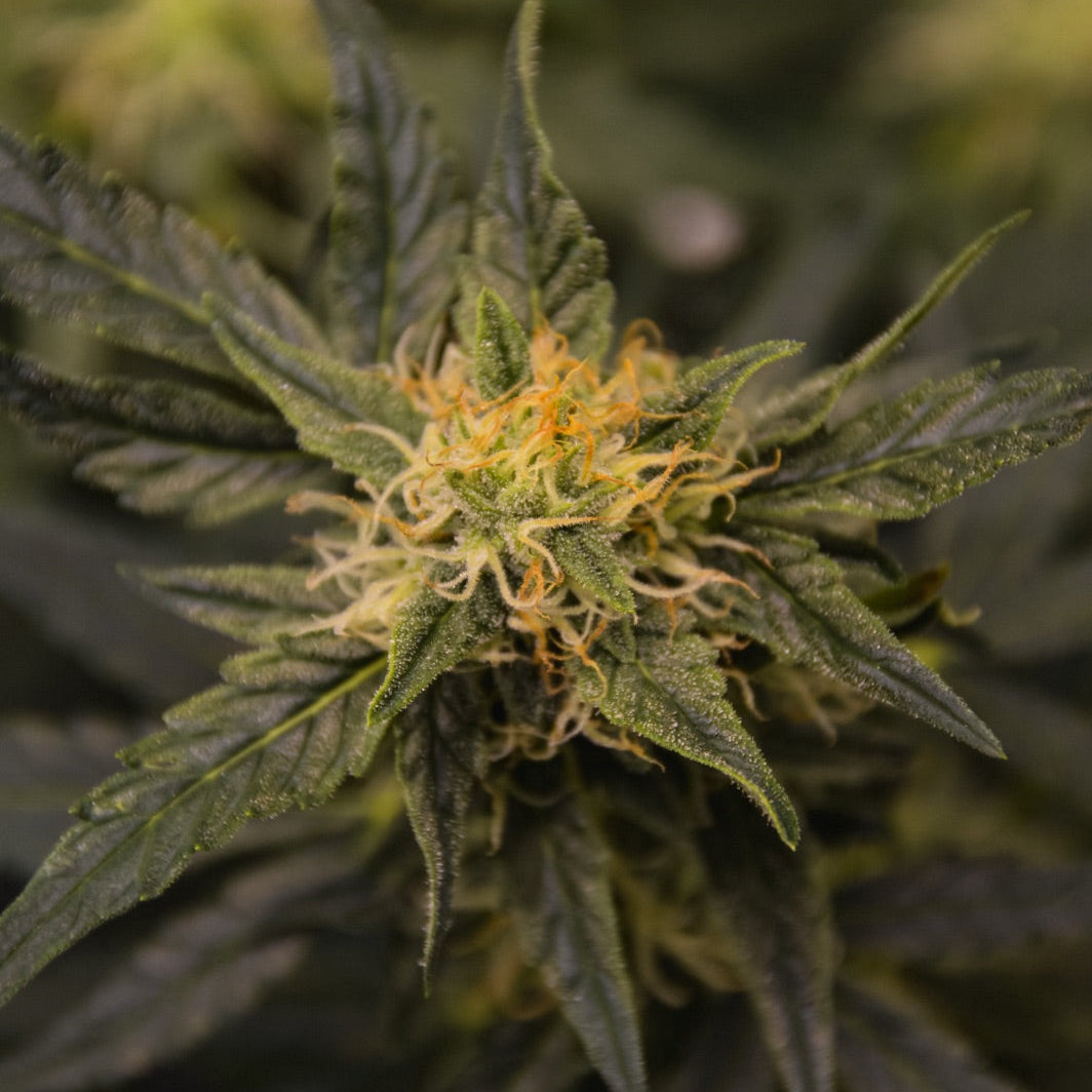 Gigi’s Grilled Cheeze OG – TK Seeds