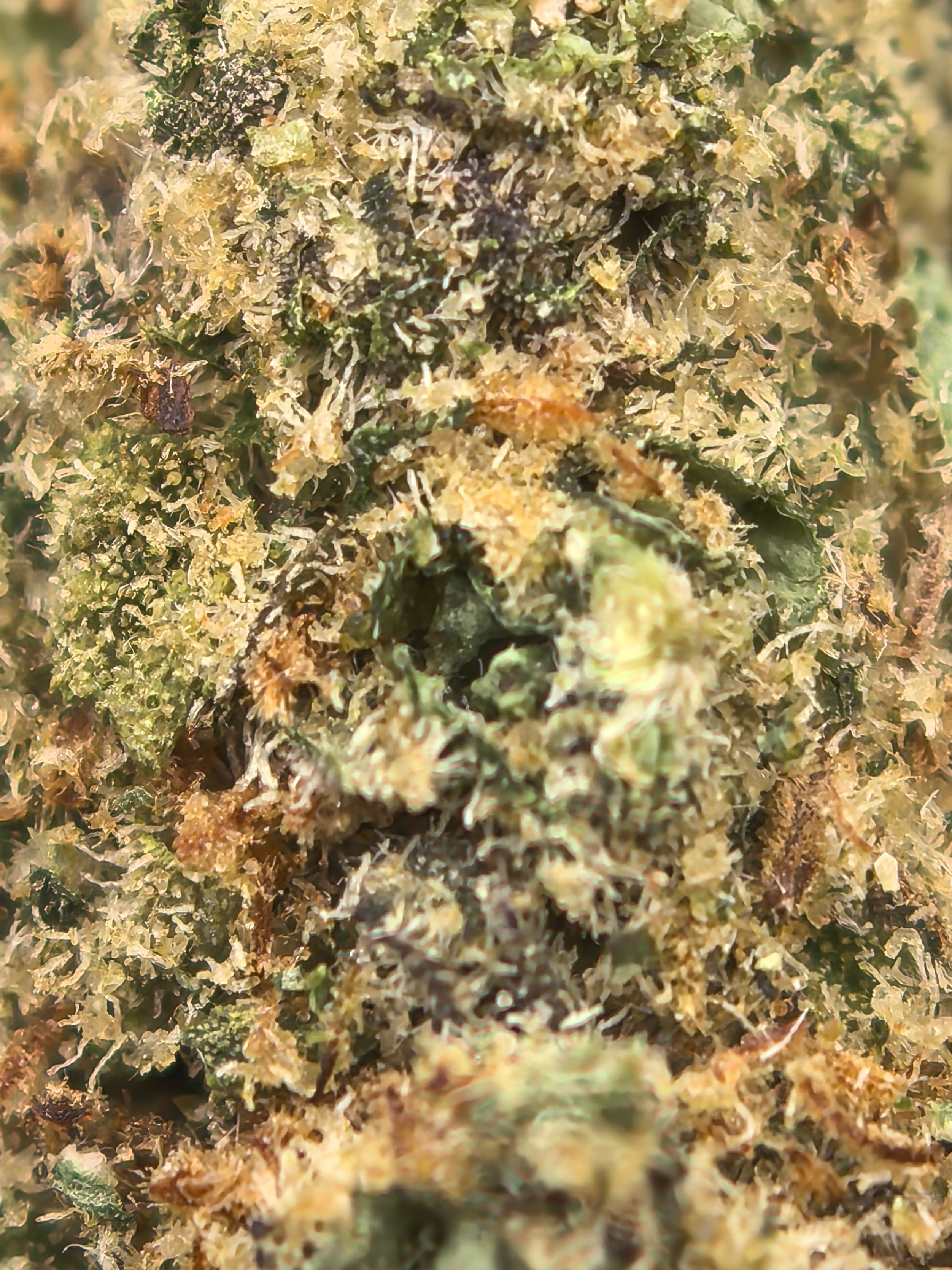 sinaloa cbd blüte mikroskop 